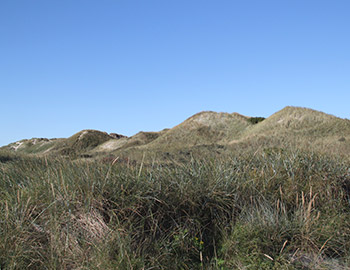 Hohe Dünen mit Strandhafer bei Saltum