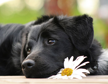 Schwarzer Hund mit weißer Blume
