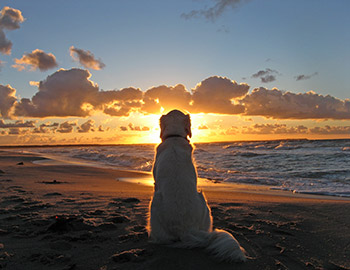 Ein Hund sitzt auf dem Strand beim Sonnenuntergang